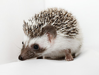 Image showing African white- bellied hedgehog