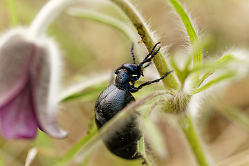 Image showing Chafer on the flower