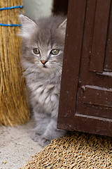 Image showing Beautiful grey kitten