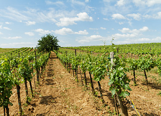 Image showing Tokay grapes