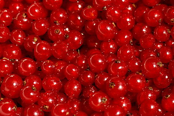 Image showing Background red currants