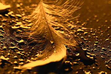 Image showing Yellow feather with water drops