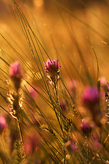 Image showing Meadow at sunset