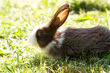 Image showing Cute bunny