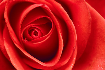 Image showing Beautiful red rose closeup