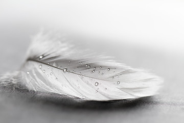 Image showing White feather with water drops