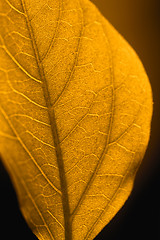 Image showing Yellow leaf