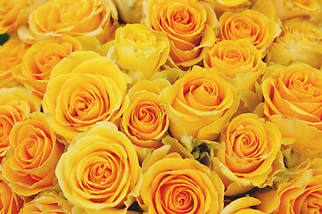 Image showing bunch of yellow roses