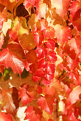 Image showing Colorful leaves