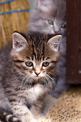 Image showing Beautiful tabby kitten