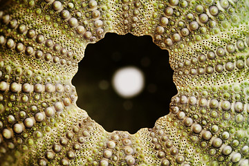 Image showing Sea urchin 