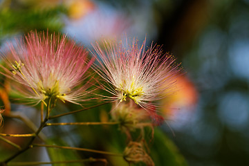 Image showing Flowers of acacia