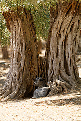 Image showing Greece, Thassos