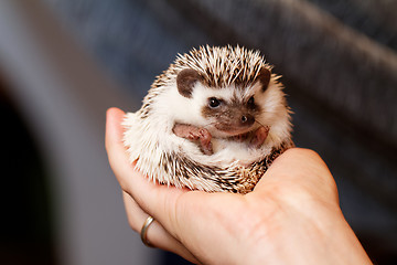 Image showing African white- bellied hedgehog