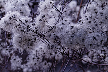 Image showing Tree flowering