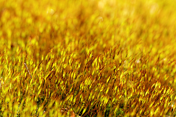 Image showing Yellow moss