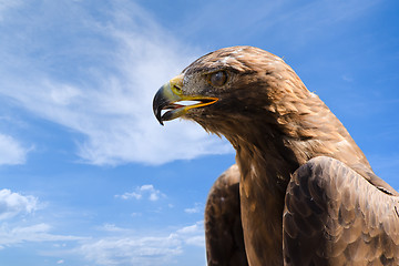 Image showing Close-up portrait of big golden eagle over deep blue sky