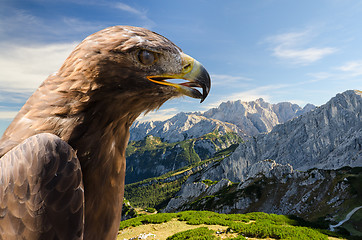 Image showing Aerial view of Alps mountains landscape with golden eagle