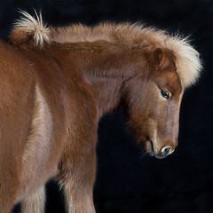 Image showing Iceland pony brown against black background