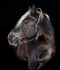 Image showing Schleswig horse black background