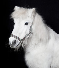 Image showing white pony in front of a black background