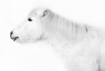 Image showing white pony in front of a white background