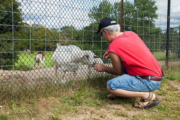 Image showing Man Feeding a Goat