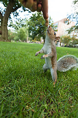 Image showing Feeding a squrrel