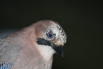 Image showing jay