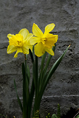 Image showing daffodils