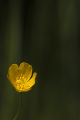 Image showing buttercup