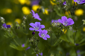 Image showing summer flowers