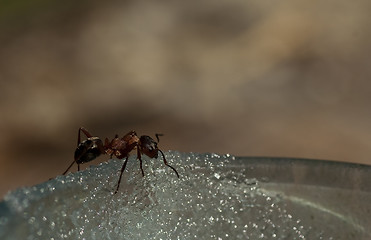 Image showing ant 