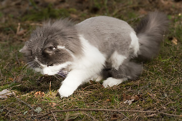 Image showing playing cat