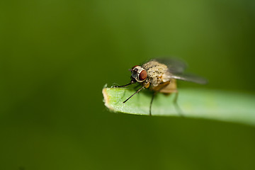 Image showing fly on leaf