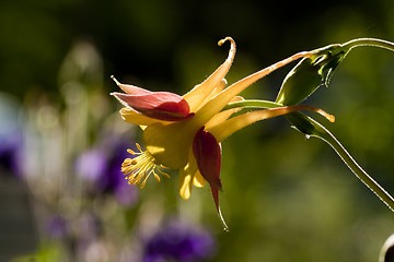 Image showing columbine