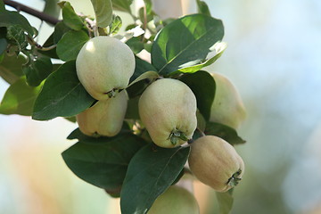 Image showing quinces on tree