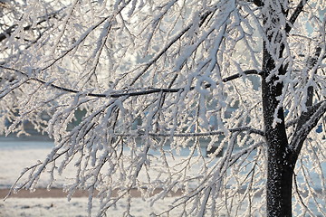 Image showing Hoarfrost on branches of a tree