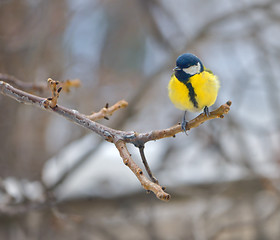 Image showing blue tit on branch (parus caeruleus)