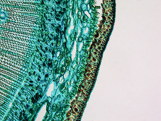 Image showing Pine Wood micrograph