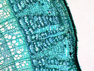 Image showing Tilia stem micrograph