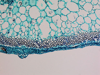 Image showing Cucurbita stem micrograph