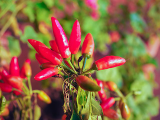 Image showing Chili Pepper