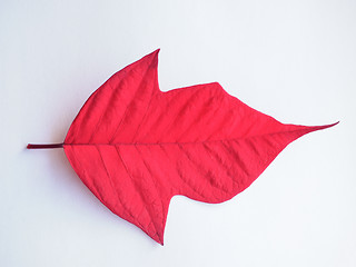 Image showing Poinsettia Christmas star leaf