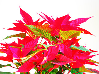 Image showing Poinsettia Christmas star