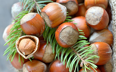 Image showing hazelnuts and pine tree twigs