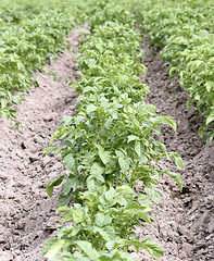 Image showing Potato field