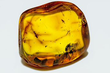 Image showing amber with embedded insects