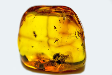 Image showing Amber with embedded insects