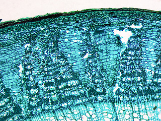 Image showing Tilia stem micrograph